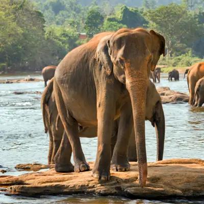 Sri Lanka turu, Kandy Nehri fil sürüsü ve orman manzarası