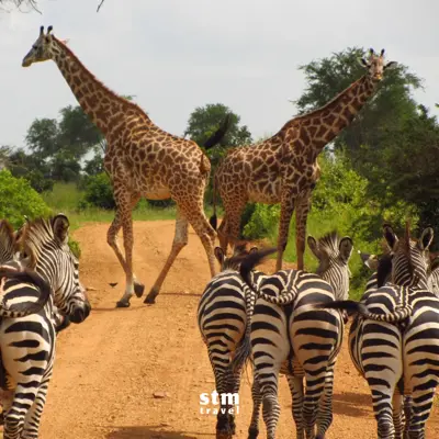 Afrika safari turu, Zanzibar - Giraffe ve Zebra görüntüleri