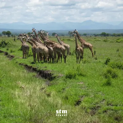 Tanzanya safari turu - Serengeti Milli Parkı zürafa sürüsü