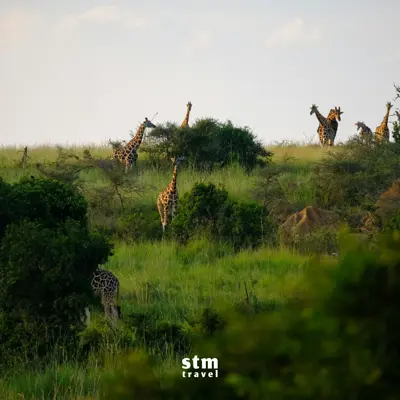 Zanzibar safari turu, Serengeti vahşi yaşam alanı zürafa sürüsü